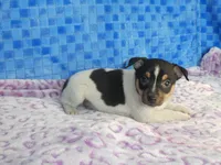 Charlie, a male Rat Terrier for sale in Olpe, KS – Photo 6 of 6