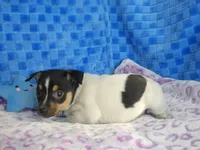 Charlie, a male Rat Terrier for sale in Olpe, KS – Photo 3 of 6