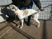 Tia, a female Greyhound for sale in Olpe, KS – Photo 2 of 4