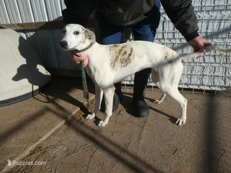 Tia – Greyhound puppy for sale in Olpe, KS