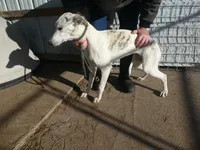 Tia, a female Greyhound for sale in Olpe, KS – Photo 4 of 4