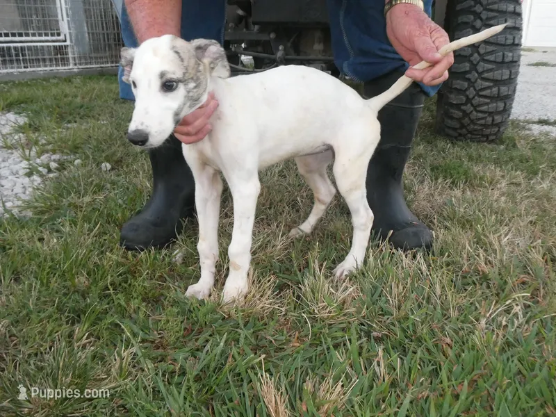 JAZZY – Greyhound puppy for sale in Olpe, KS