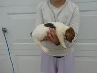 Harty, a female Jack Russell Terrier for sale in Olpe, KS – 5 of 5