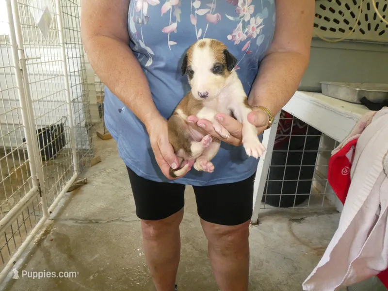 Susie – Greyhound puppy for sale in Olpe, KS