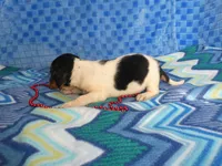 Sadie, a female Beagle for sale in Olpe, KS – Photo 5 of 5