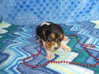 Sadie, a female Beagle for sale in Olpe, KS – Photo 2 of 5