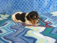 Sadie, a female Beagle for sale in Olpe, KS – Photo 3 of 5