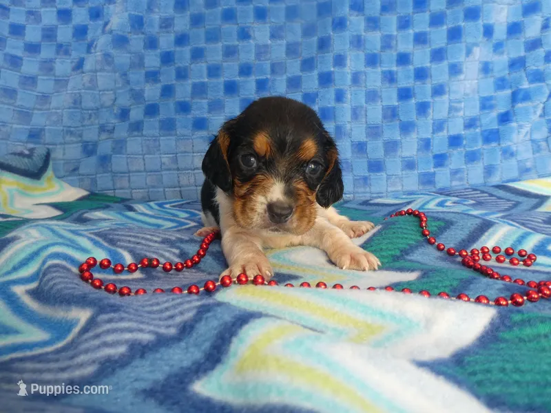 Sadie – Beagle puppy for sale in Olpe, KS