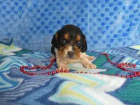 Sadie, a female Beagle for sale in Olpe, KS – Photo 1 of 5