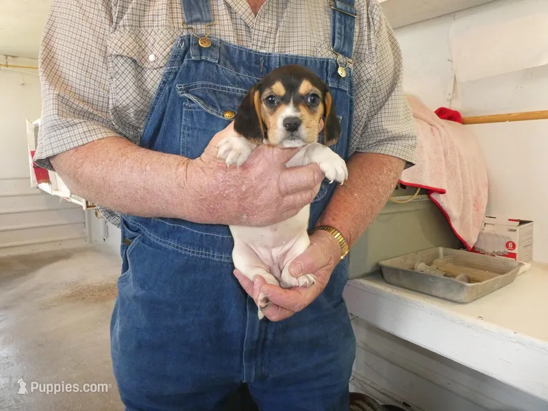 Sadie – Beagle puppy for sale in Olpe, KS