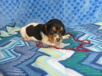 Sadie, a female Beagle for sale in Olpe, KS – Photo 4 of 5
