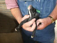 Bella, a female Greyhound for sale in Olpe, KS – Photo 4 of 7