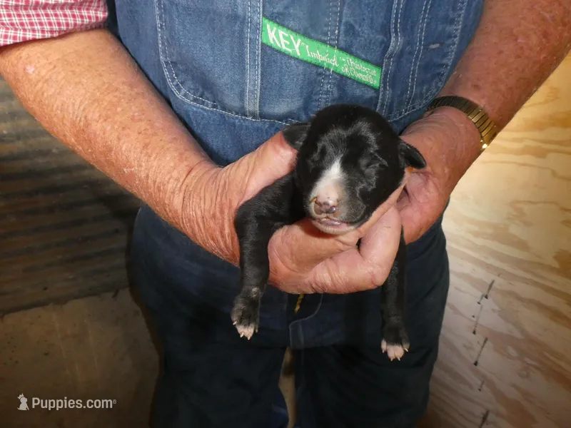 Bella – Greyhound puppy for sale in Olpe, KS