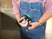 Bella, a female Greyhound for sale in Olpe, KS – Photo 6 of 7