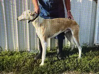 Bella, a female Greyhound for sale in Olpe, KS – Photo 7 of 7