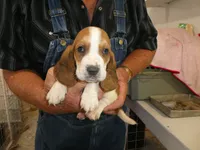 Clem, a male Basset Hound for sale in Olpe, KS – 3 of 5