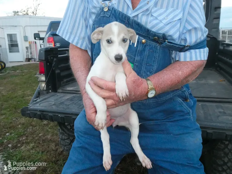 Maggie – Greyhound puppy for sale in Olpe, KS