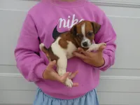 Barbie, a female Jack Russell Terrier for sale in Olpe, KS – 5 of 5
