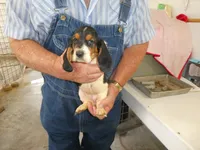 Sally, a female Basset Hound for sale in Olpe, KS – 2 of 5