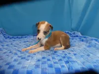Ginger, a female Greyhound for sale in Olpe, KS – 3 of 5