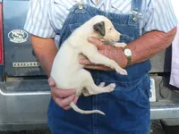 JAZZY, a female Greyhound for sale in Olpe, KS – 4 of 9