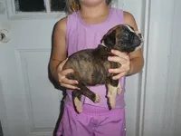 ACE, a male Boxer for sale in Olpe, KS – 5 of 7