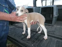 Sara, a female Greyhound for sale in Olpe, KS – 3 of 6