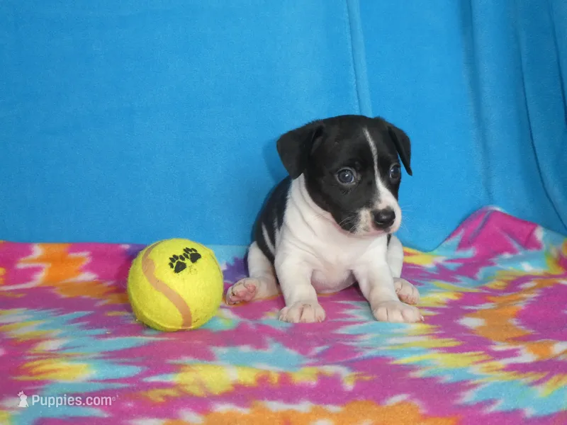 Gizmo – Rat Terrier puppy for sale in Olpe, KS