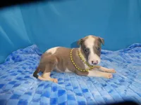 Hollie, a female Greyhound for sale in Olpe, KS – 5 of 6