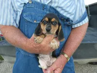 Doc, a male Beagle for sale in Olpe, KS – 3 of 6