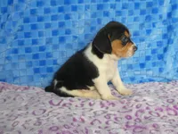 Monkey, a male Beagle for sale in Olpe, KS – Photo 4 of 5