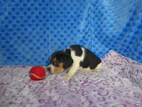 Monkey, a male Beagle for sale in Olpe, KS – Photo 5 of 5