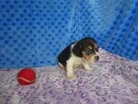 Monkey, a male Beagle for sale in Olpe, KS – Photo 2 of 5