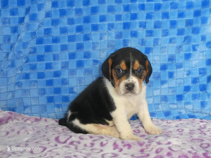 Monkey – Beagle puppy for sale in Olpe, KS