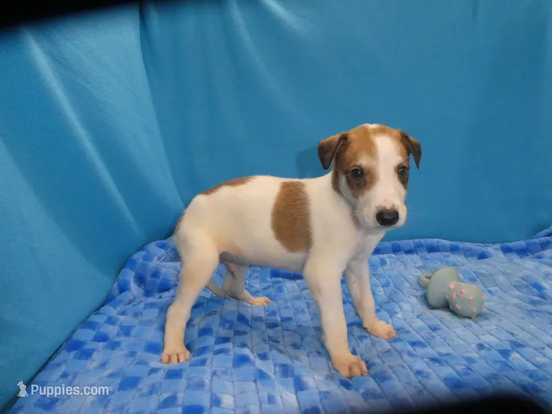 Max – Greyhound puppy for sale in Olpe, KS