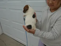Harty, a female Jack Russell Terrier for sale in Olpe, KS – 3 of 5