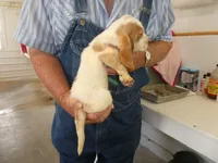 Maggie, a female Basset Hound for sale in Olpe, KS – 4 of 5