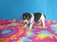 Mitzee, a male Rat Terrier for sale in Olpe, KS – 2 of 6