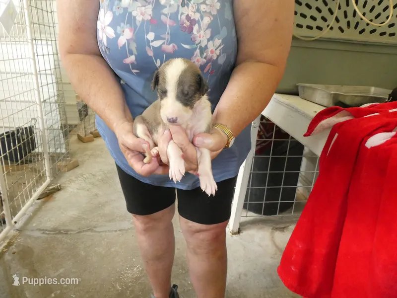 SALLY – Greyhound puppy for sale in Olpe, KS