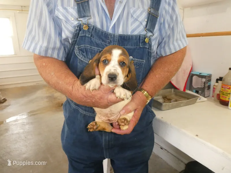 Evie – Basset Hound puppy for sale in Olpe, KS