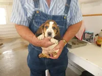Evie, a female Basset Hound for sale in Olpe, KS – 1 of 5