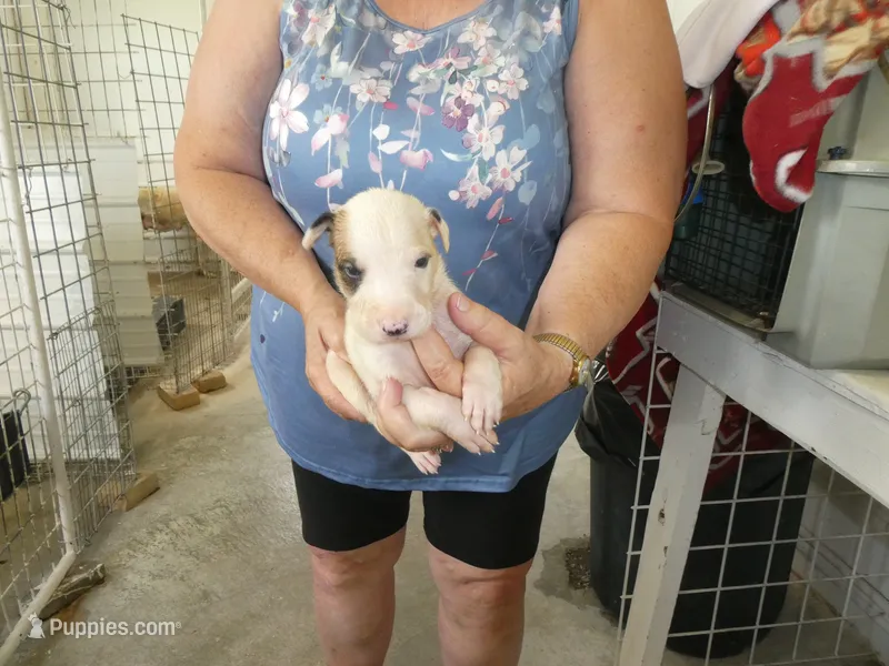 Sammy – Greyhound puppy for sale in Olpe, KS