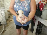Sammy, a male Greyhound for sale in Olpe, KS – 1 of 5