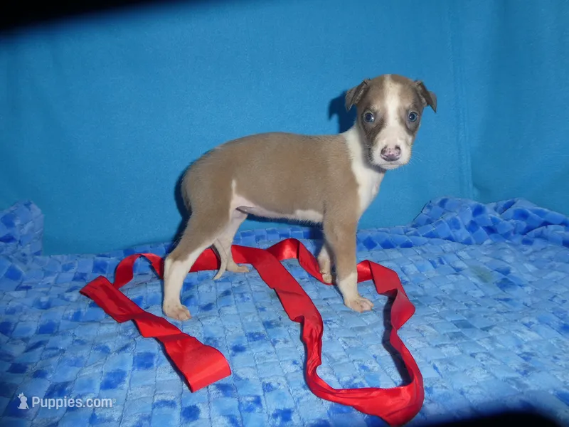 Rosie – Greyhound puppy for sale in Olpe, KS