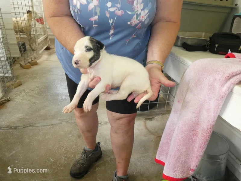 JAZZY – Greyhound puppy for sale in Olpe, KS