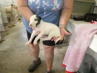 JAZZY, a female Greyhound for sale in Olpe, KS – 1 of 6