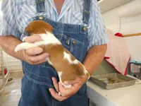 Charlie, a male Jack Russell Terrier for sale in Olpe, KS – 2 of 4