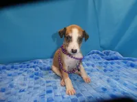 Bella, a female Greyhound for sale in Olpe, KS – 4 of 6