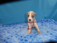 Maggie, a female Greyhound for sale in Olpe, KS – 2 of 5