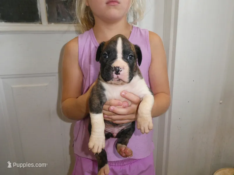 ACE – Boxer puppy for sale in Olpe, KS